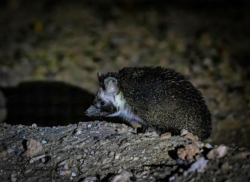 Desert Hedgehog