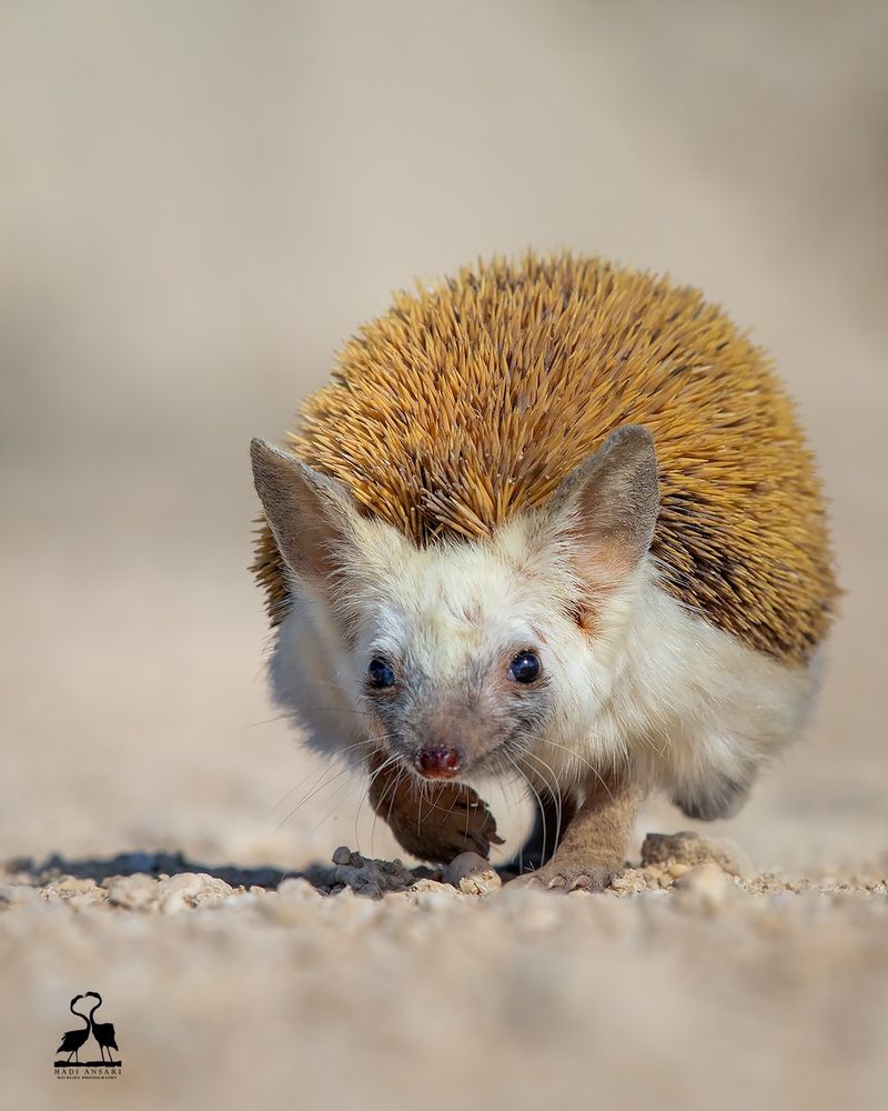 Desert Hedgehog