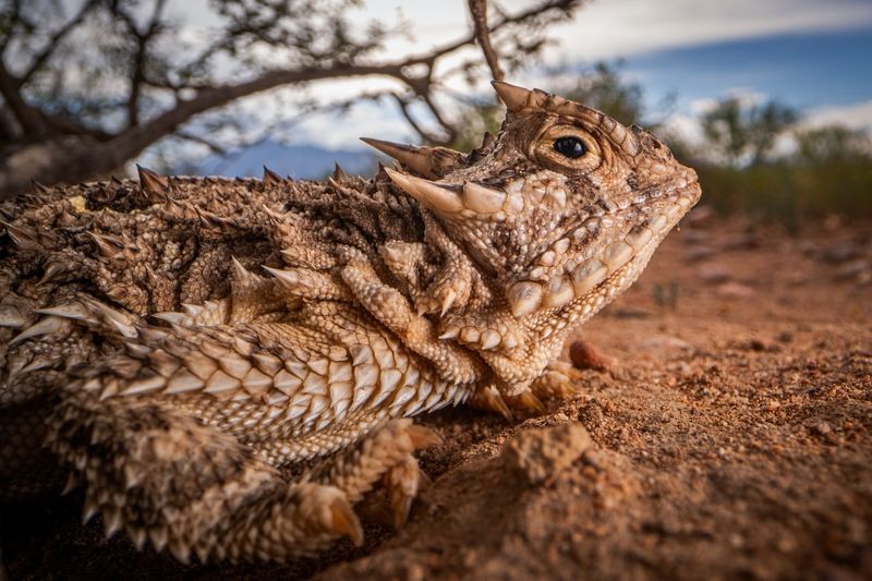 Desert Horned Lizard