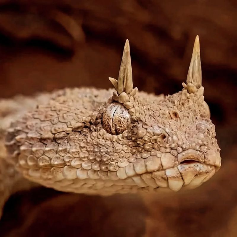 Desert Horned Viper