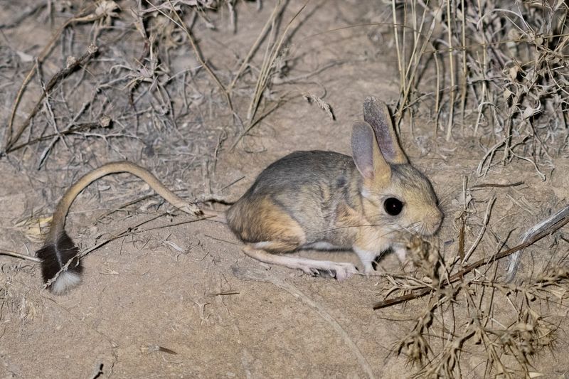 Desert Jerboa