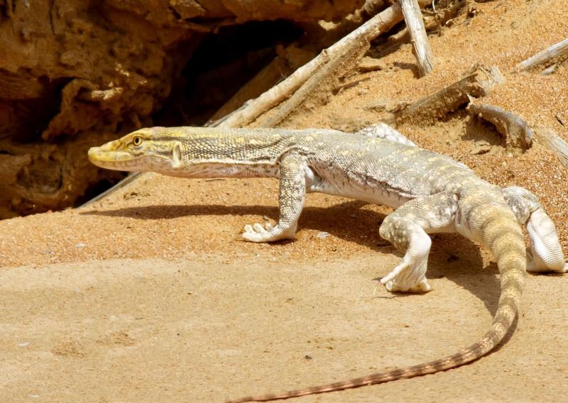 Desert Monitor Lizard