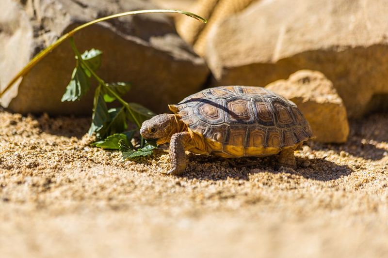 Desert Tortoise