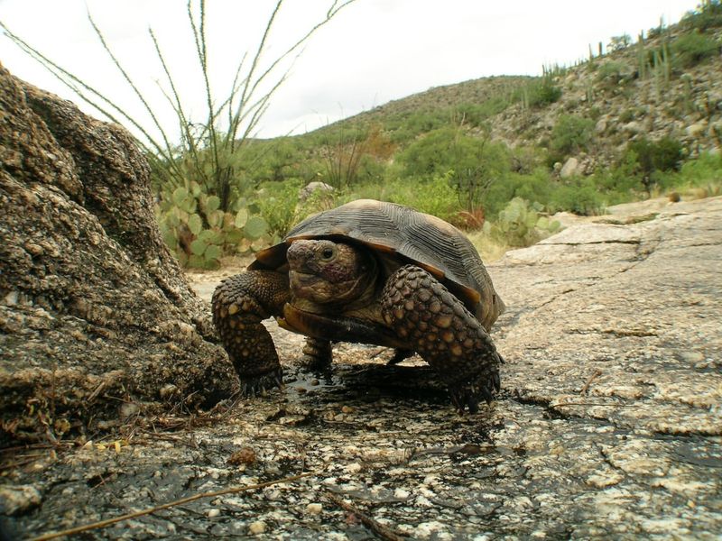 Desert Tortoise