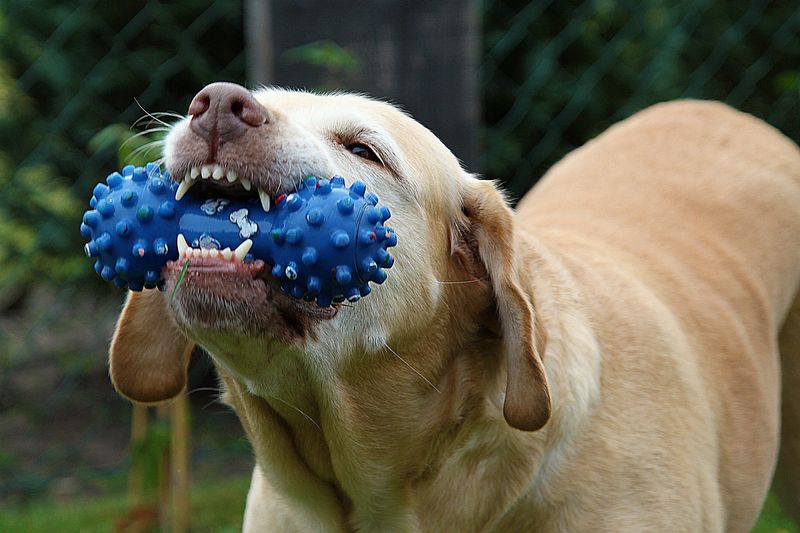 Destructive Chewing