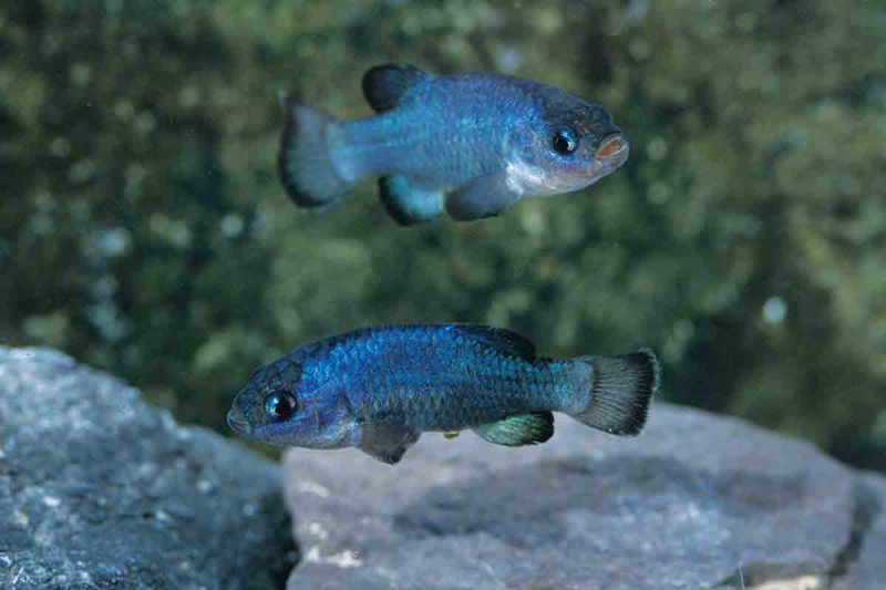 Devil's Hole Pupfish