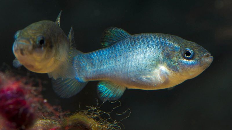 Devils Hole Pupfish