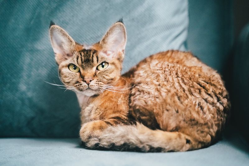 Devon Rex