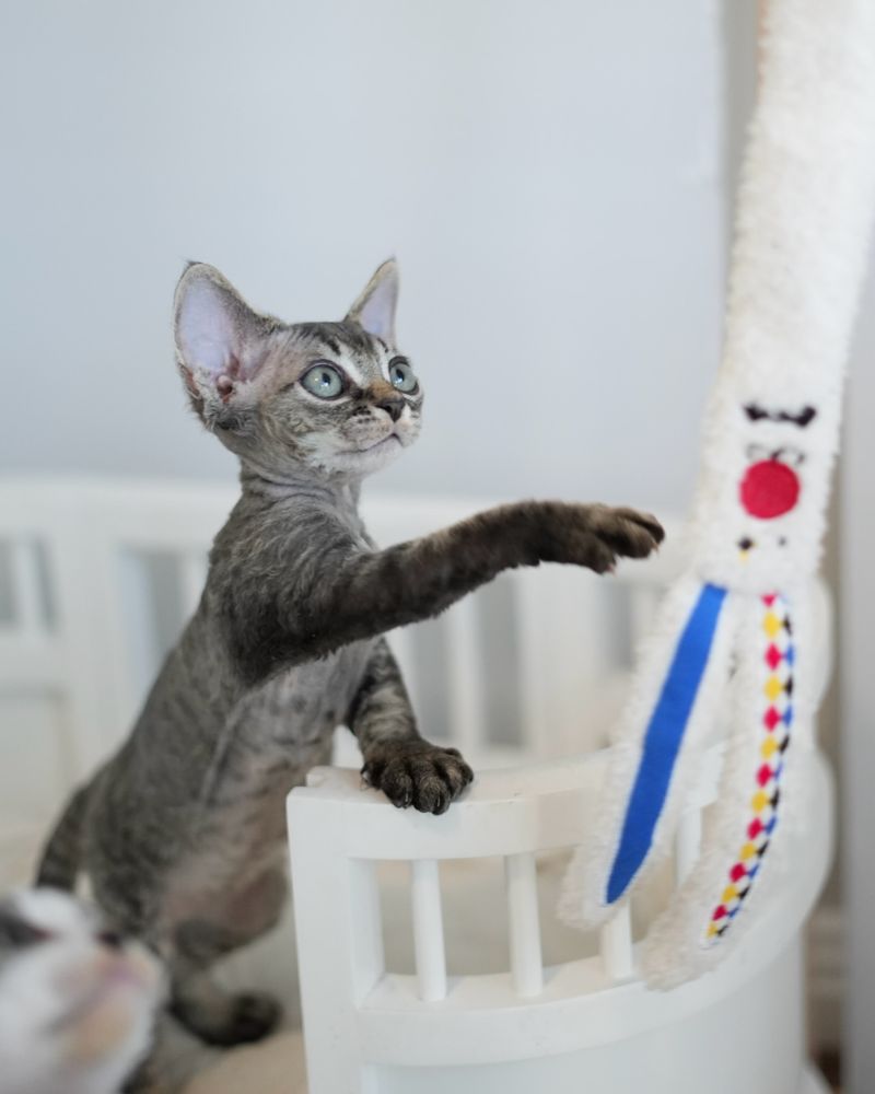 Devon Rex