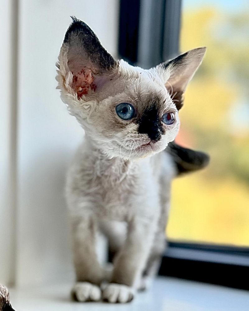 Devon Rex