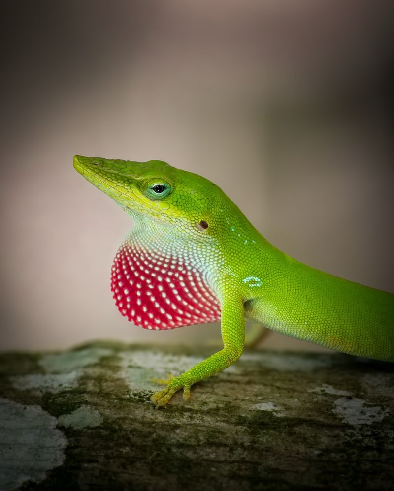 Dewlap Displays