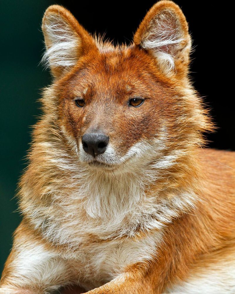 Dhole