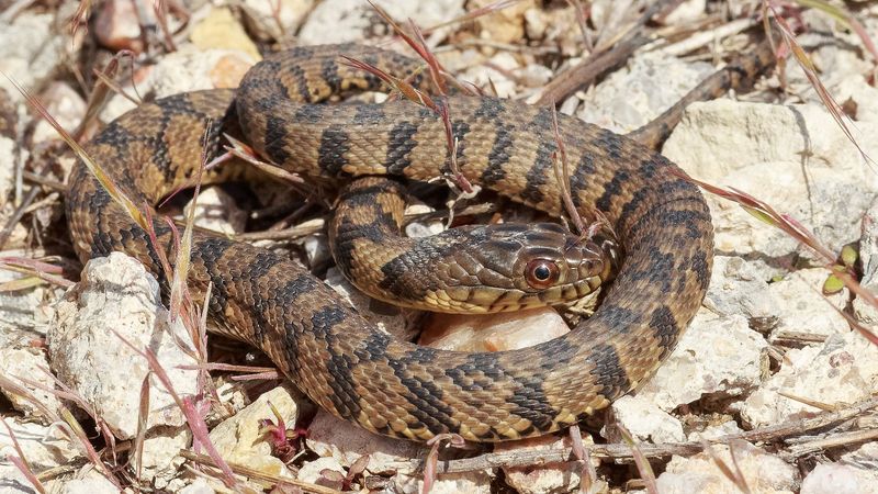 Diamondback Water Snake (Nerodia rhombifer)