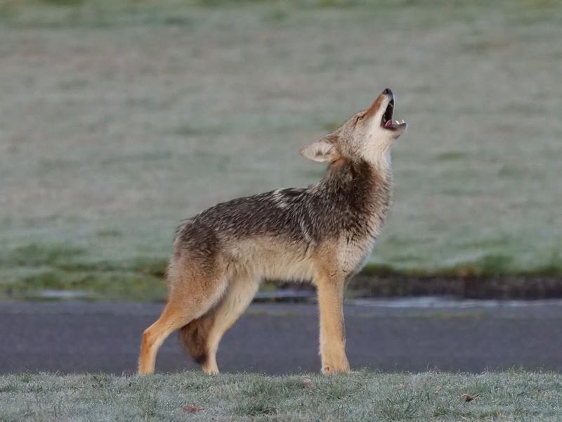 Diet of Urban Coyotes