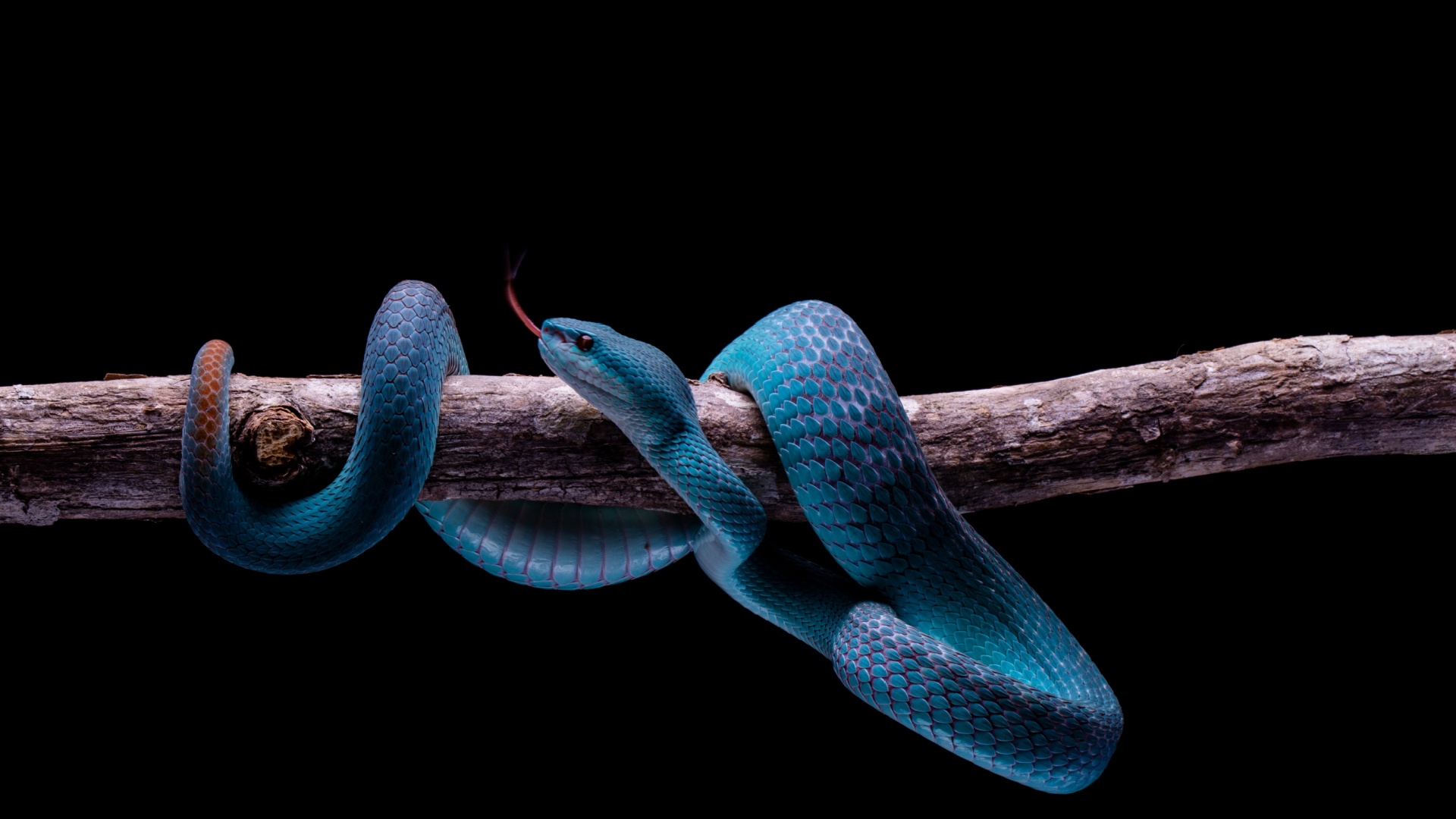 Discover 12 Blue Snakes Found Around The World