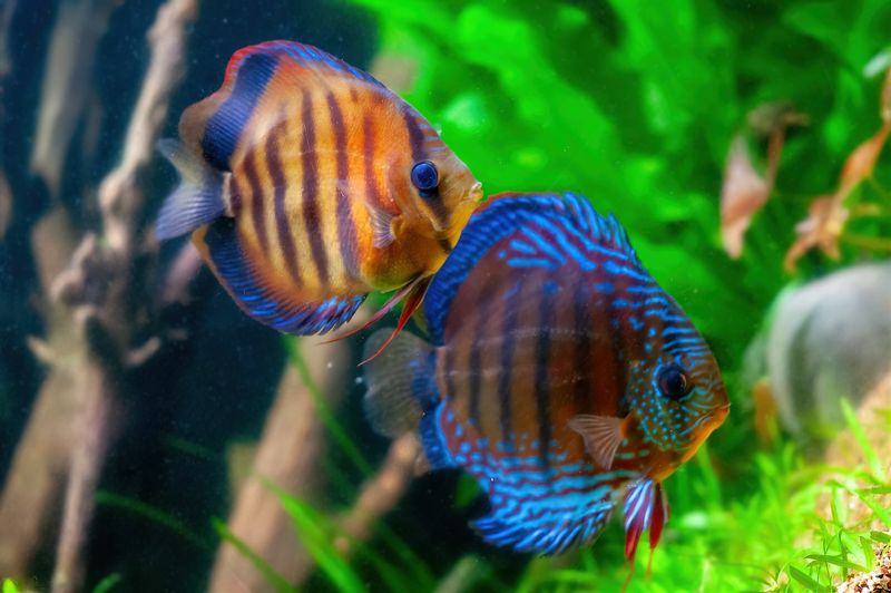 Discus Fish