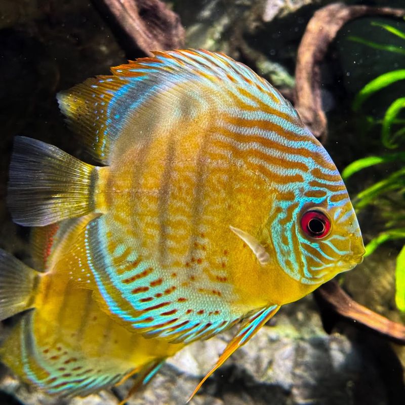 Discus Fish