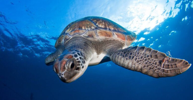 Dive Into 17 Fascinating Sea Turtle Facts