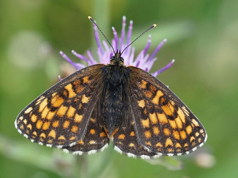 Diverse Butterfly Species