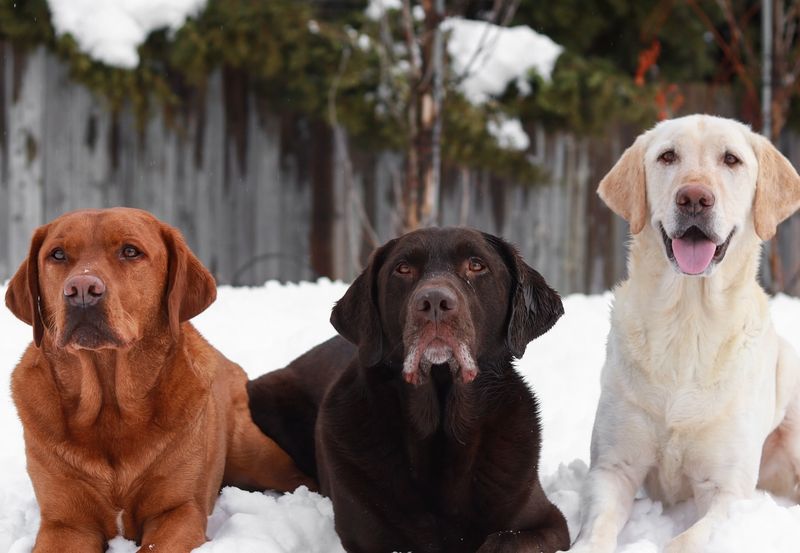 Diverse Coat Colors