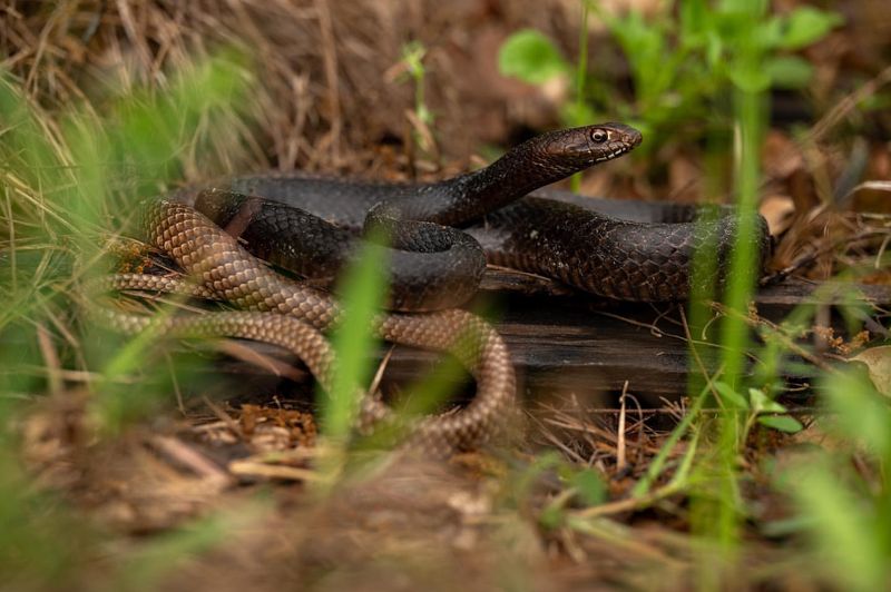 Diverse Snake Species