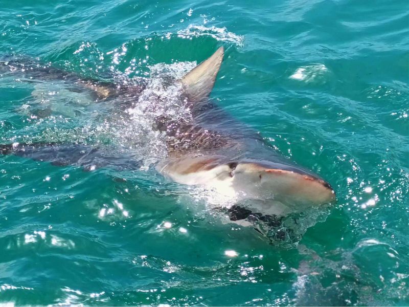 Diving with Great White Sharks in South Africa