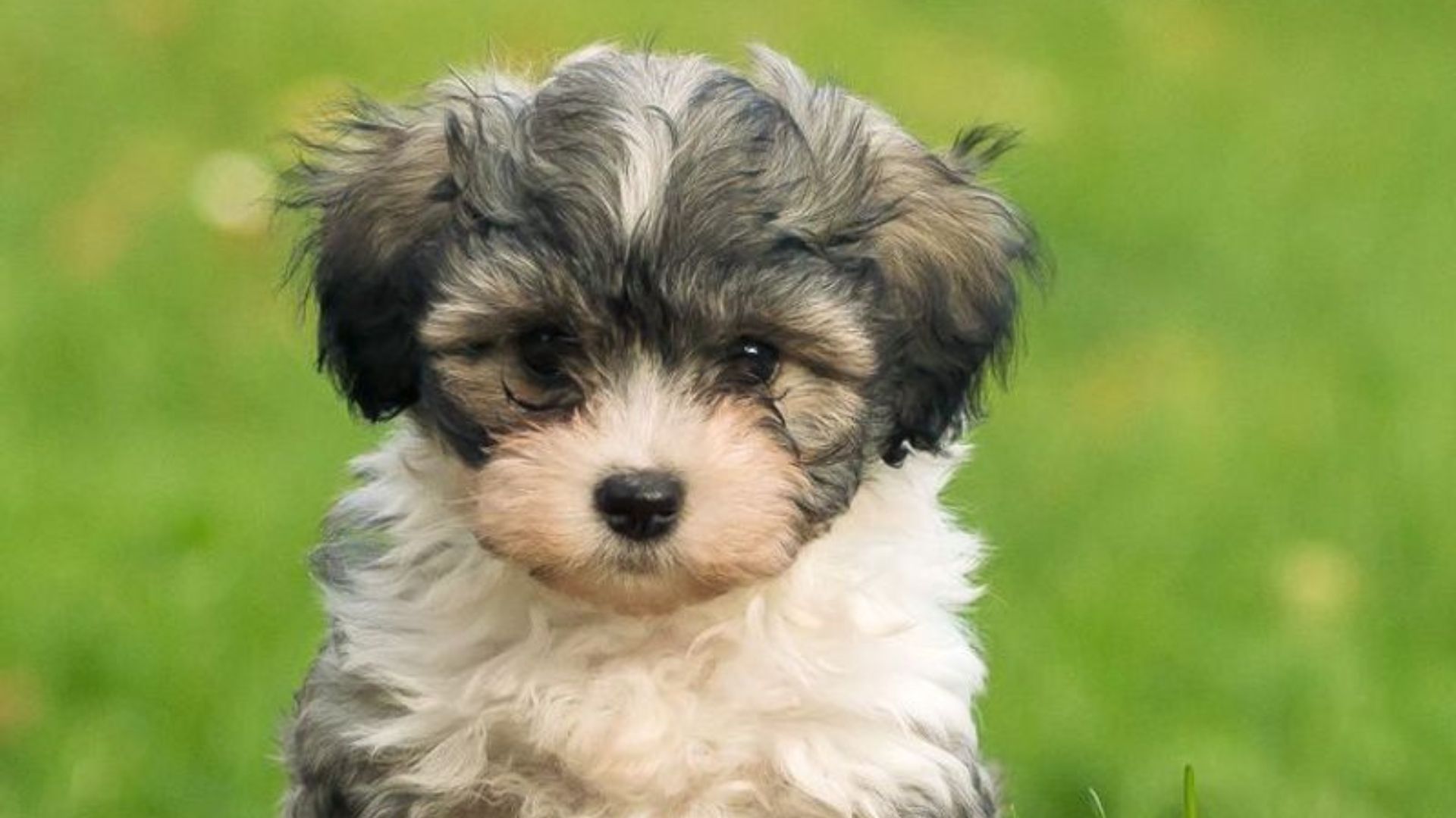 10 Dog Breeds That Look Like Puppies Forever