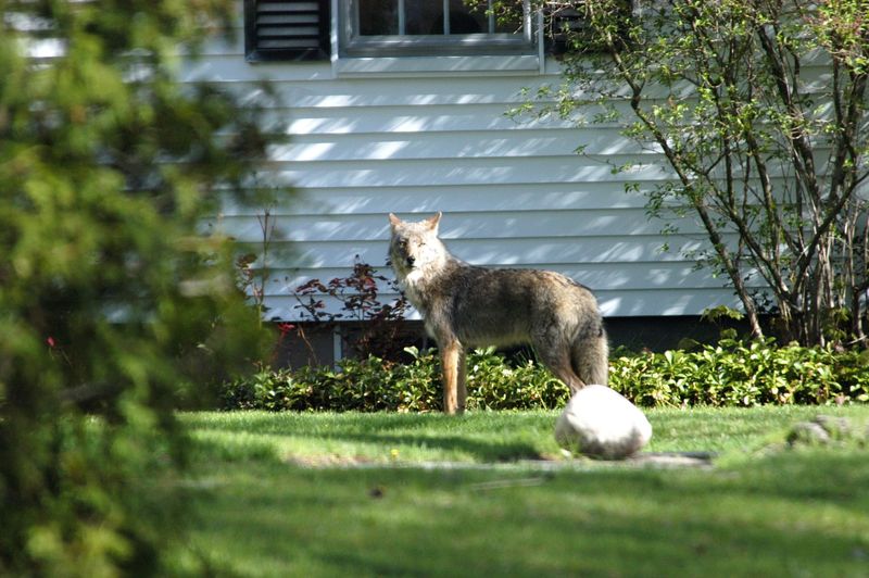 Do Not Approach the Coyote