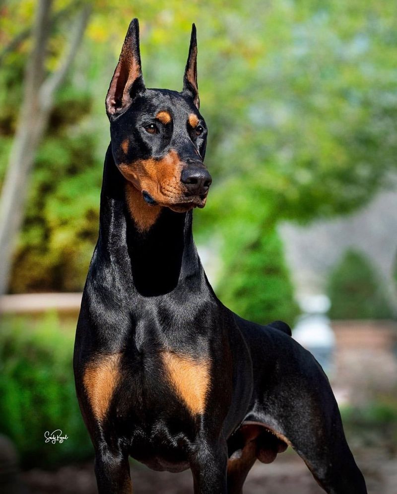 Doberman Pinscher