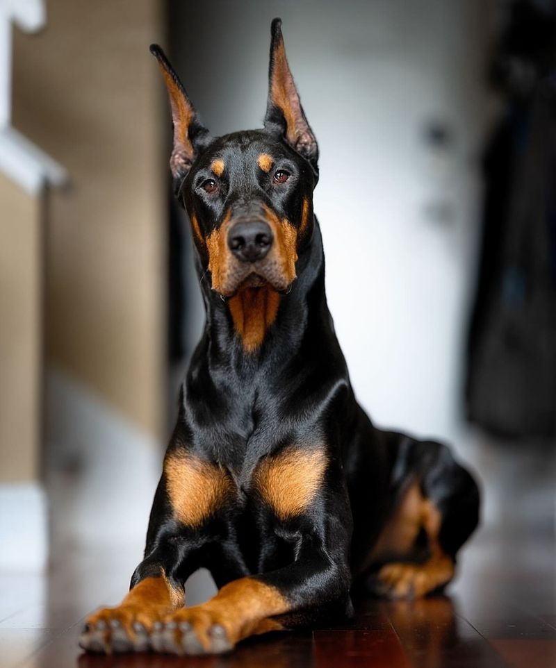 Doberman Pinscher