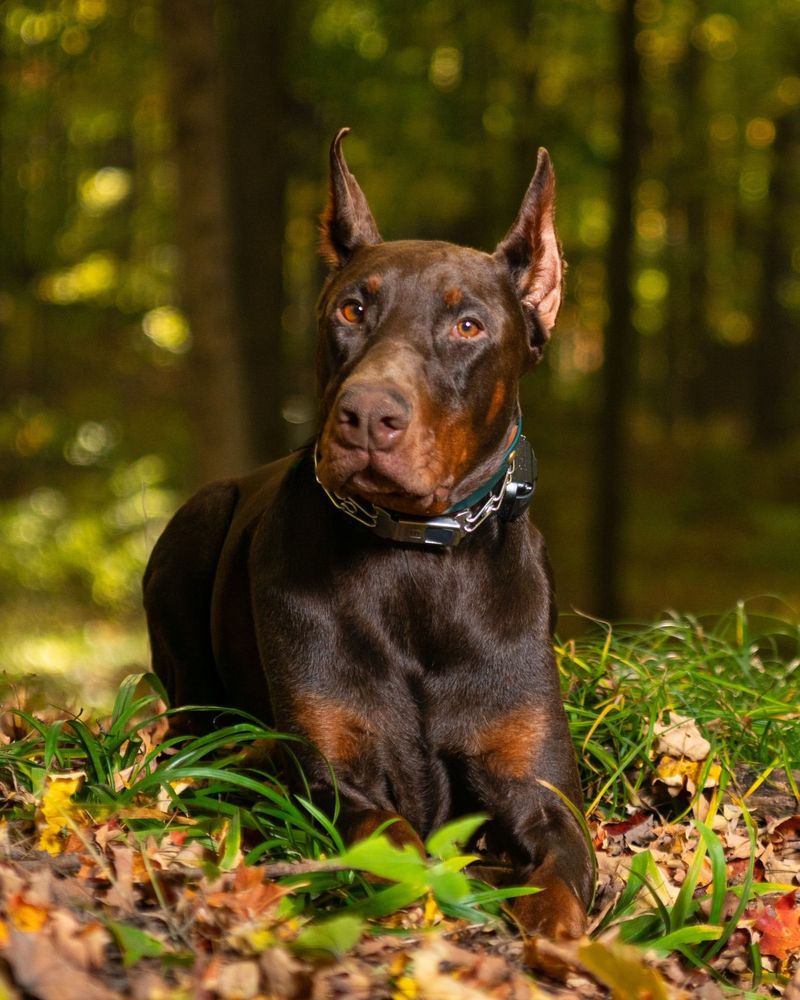 Doberman Pinscher