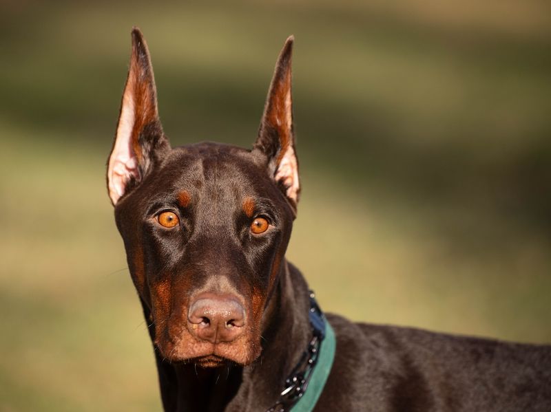 Doberman Pinscher