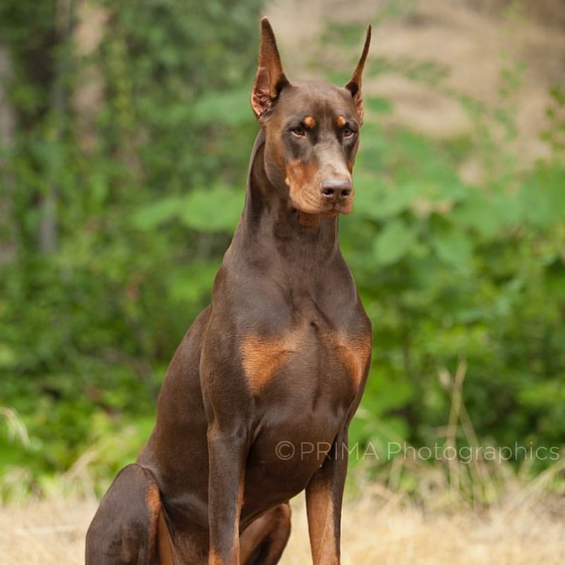 Doberman Pinscher