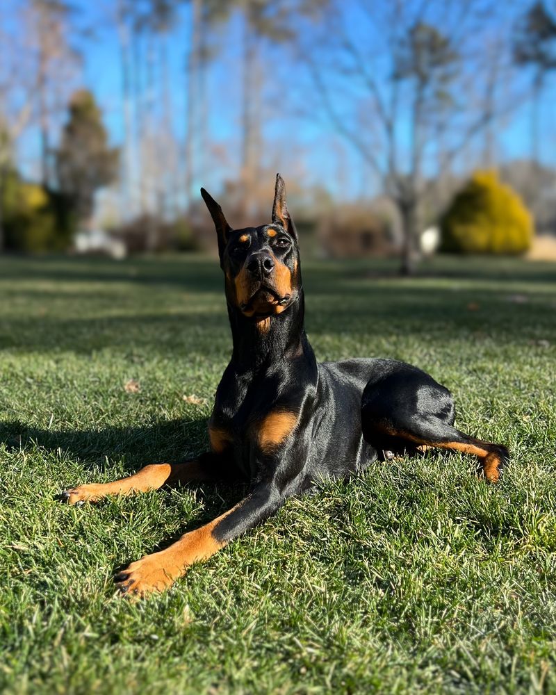 Doberman Pinscher