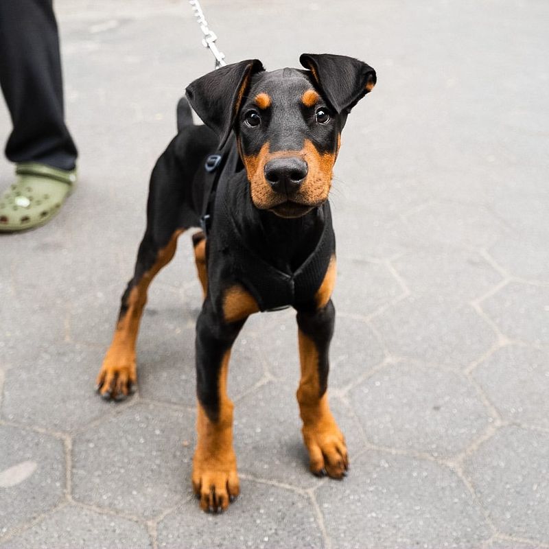 Doberman Pinscher