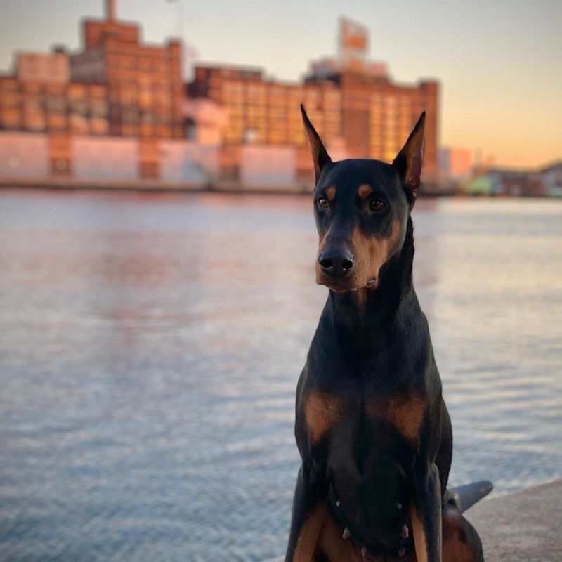 Doberman Pinscher