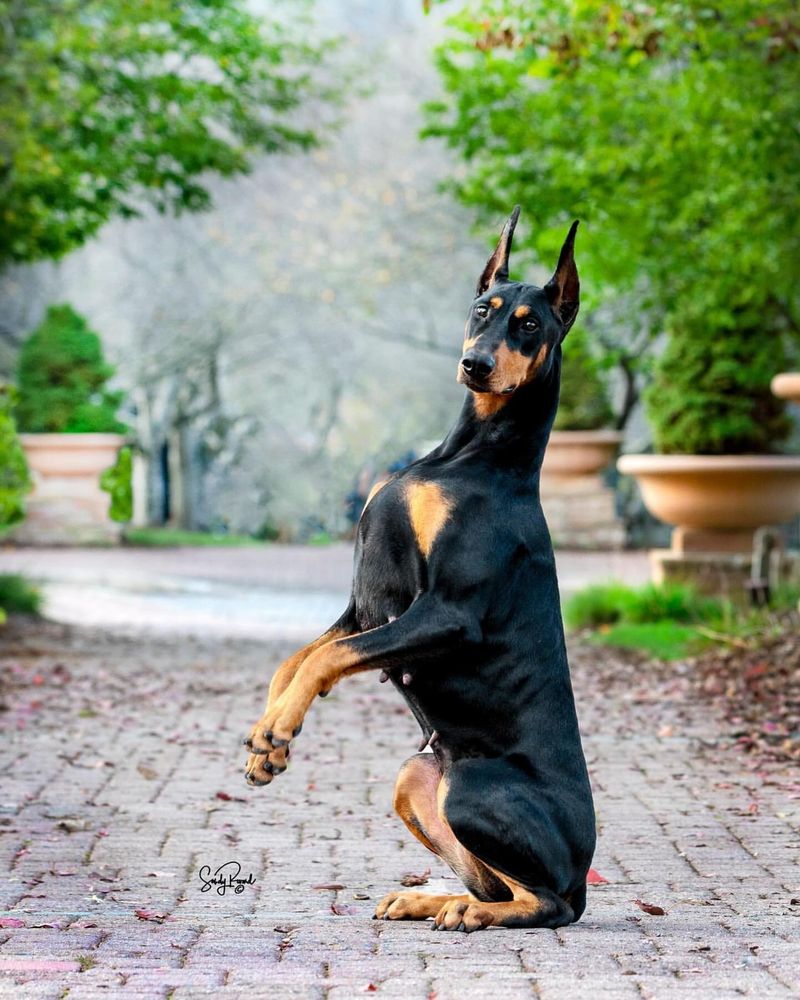 Doberman Pinscher