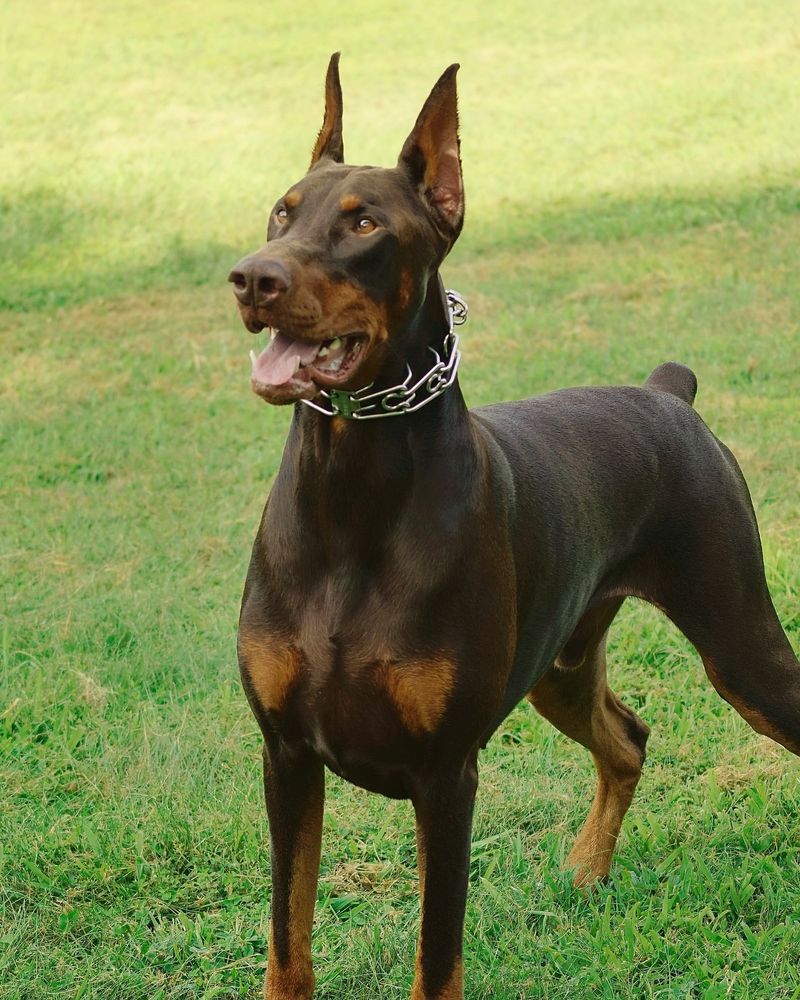 Doberman Pinscher