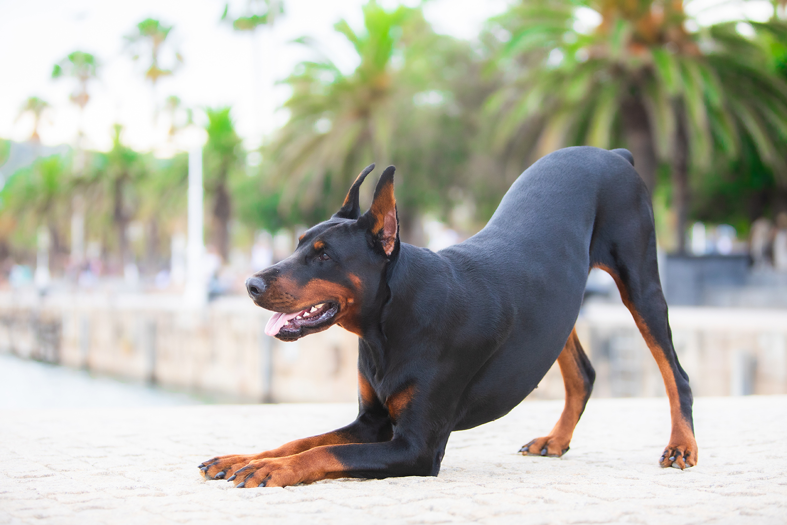 doberman pinscher stretching