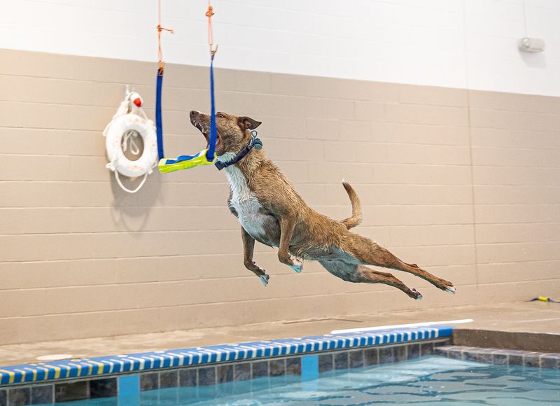 Dock Diving