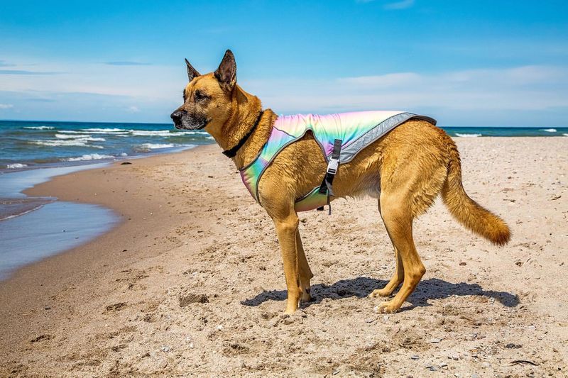 Dog Cooling Vest