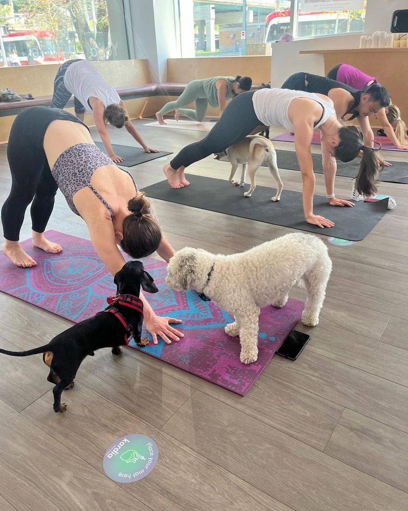 Dog Yoga (Doga)