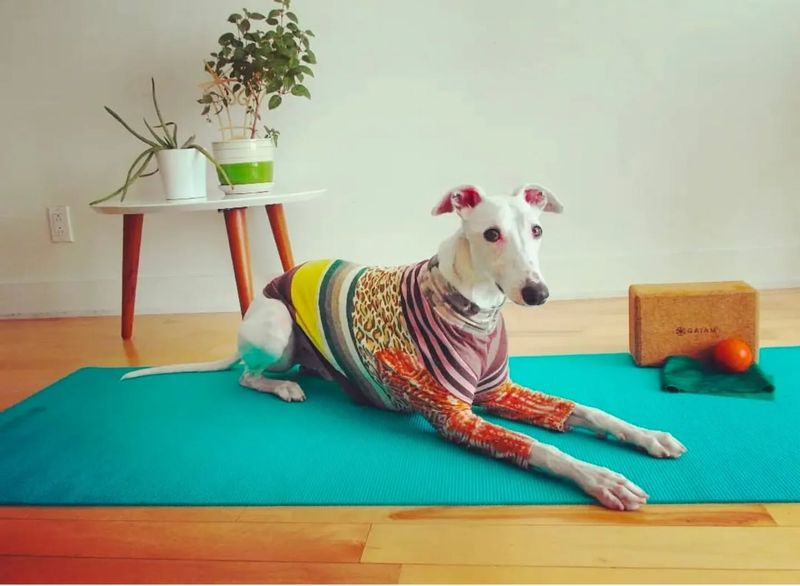 Dog Yoga (Doga)