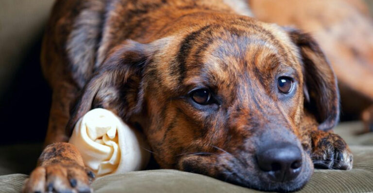 Doggie Drama 17 Reasons Your Dog Might Be Mad At You