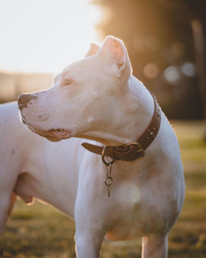 Dogo Argentino