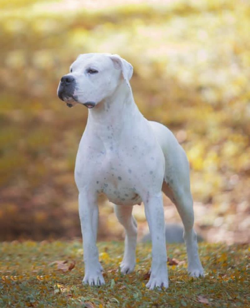 Dogo Argentino