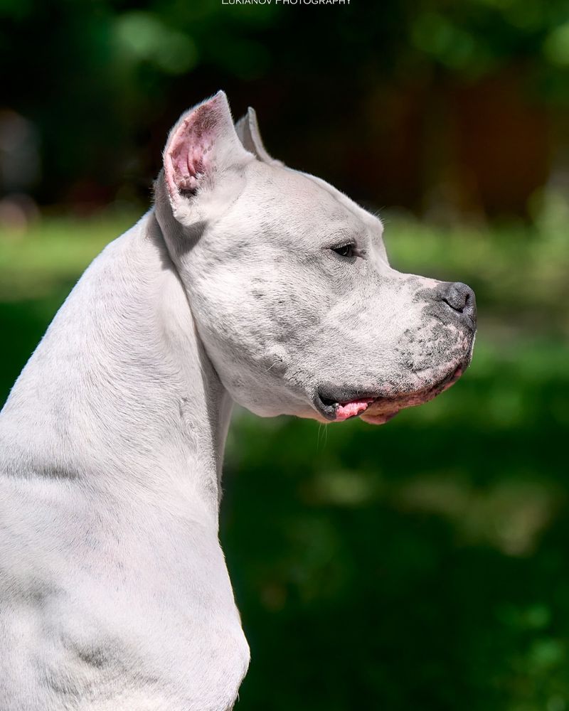 Dogo Argentino