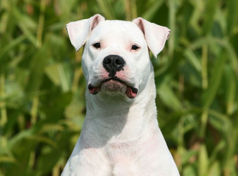 Dogo Argentino