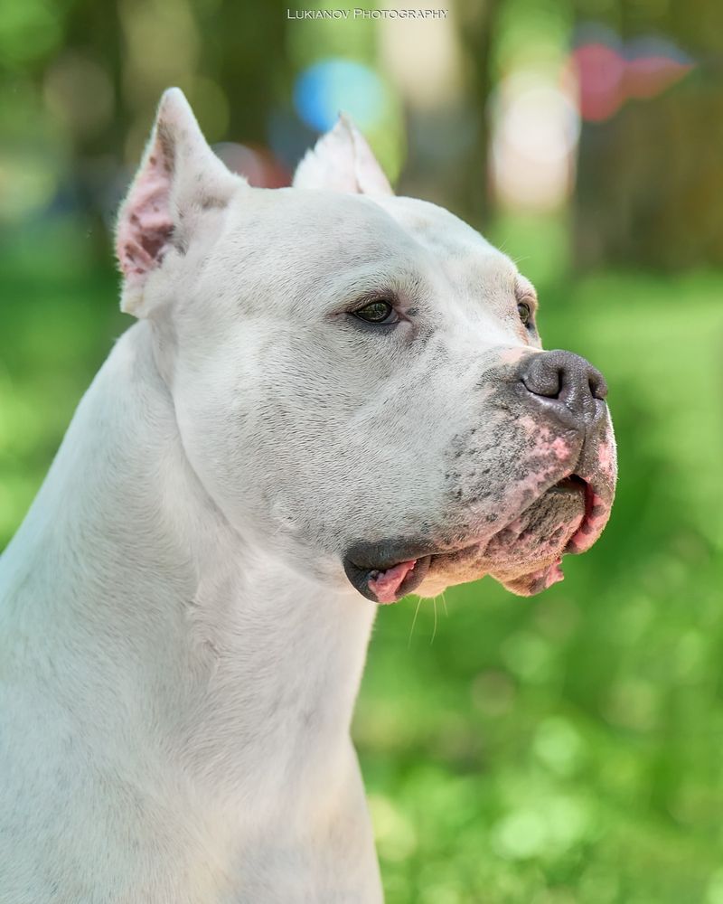 Dogo Argentino