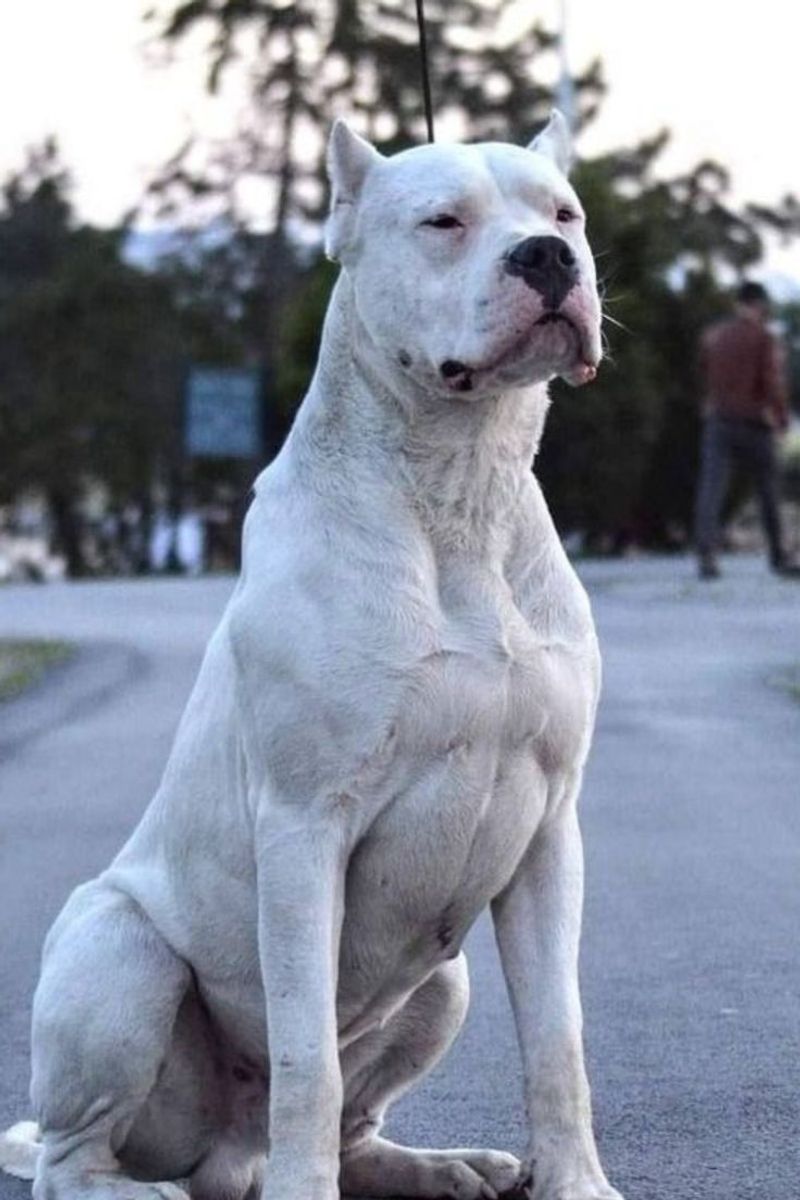 Dogo Argentino